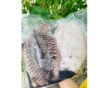 MỰC NANG VIỆT NAM